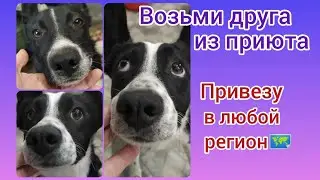 В ответственные и заботливые руки. Привезу в любой регион. Бесплатно. Возьми друга из приюта.