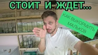 Легко и просто! Как перевести рыбу на осмос. Как выкормить мальков