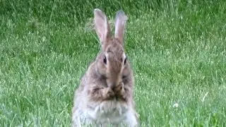 Funny bunny - Funny Bunny Rabbit Compilation 2016