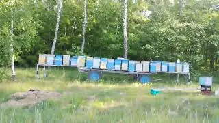 Белая акация 2023