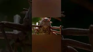 Бронированный кузнечик выходит на охоту