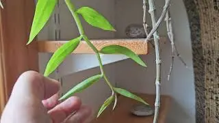 Orchid Dendrobium aphyllum (D. pierardii)  August 2024