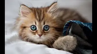 Кошкины приколы,  Видео про кошек и котов, смех,