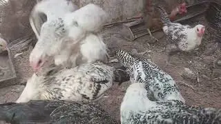 It's a beautiful day with the chickens.