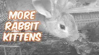 Rabbit Farming | More Rabbit Kittens