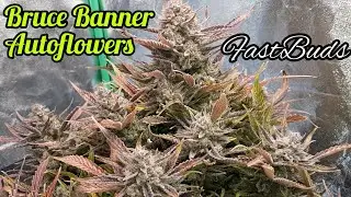 BRUCE BANNER AUTOFLOWERS READY TO HARVEST, FASTBUDS, VIPARSPECTRA LED GROW LIGHTS