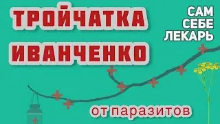 Тройчатка Иванченко -  Мощное Противопаразитарное Средство.   Как Приготовить, Как Принимать