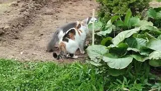 Коты-ботаники :))