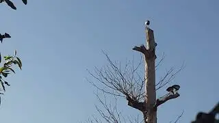 acabou a morada das aves curicacas
