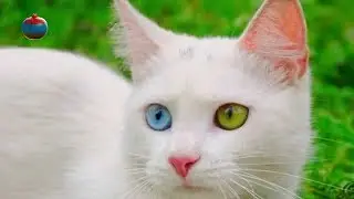 Ванская кошка