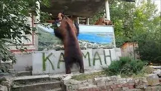 Медведь Том напугал кота Пифа
