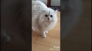 Angry Cats Compilation