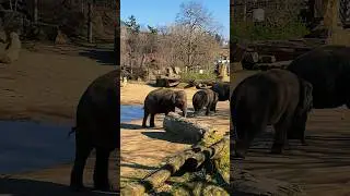 Prague ZOO/ зоопарк в Праге