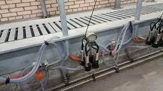 Доильный зал Елочка 2х5 Panazoo