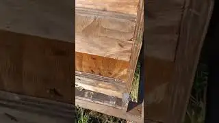 Пчёлы в Германии зимой