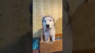 Не нужны нам обои на стене