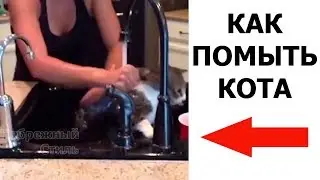 Как помыть кота. Лучшие видео приколы в Небрежном Стиле