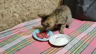 Бездомный котенок.  Мэни