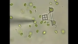 Microalgae in Microtrap for Propulsion of Micromachines