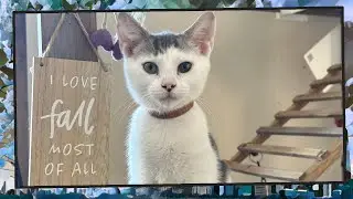 Foster Kitten Livestream (S11, E37) - Sep 9, 2024