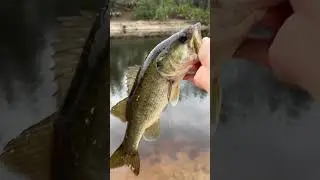 Christmas Day Bass!