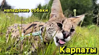 Сервал в Карпатах. Нападение собаки. Пасемся в Буковеле)