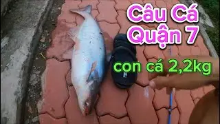 CÂU CÁ THIÊN NHIÊN KHÚC SÔNG Ở QUẬN 7 DÍNH CÁ TRA QUÁ TO | phiêu xứ dừa