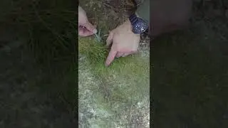 Escape & Evasion/Ambush Tactic