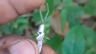 Primitive fishing Technic (Wild fishing trick)