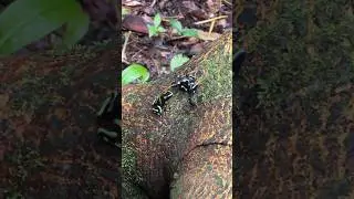 Wild dart frog breeding behavior!