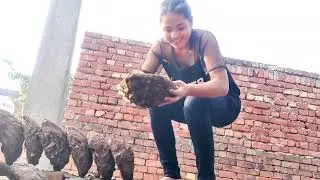 sardiyon ke liye uple taiyar ho gaye