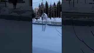 Косули бегают по центру Шадринска.