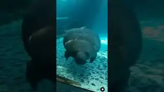 Funny animals #funny #shorts
