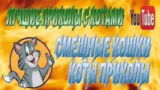 Лучшие приколы с котами. Смешные кошки ( коты приколы )