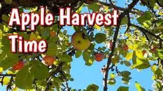 Apple Harvest Time In Finland 🍏🍎