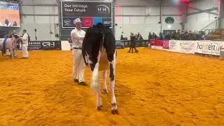 Holstein Junior Champion