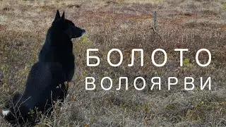 Сказочное болото озера Волоярви