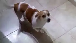 Shanti my dog, the morning begins with coffee and cookie