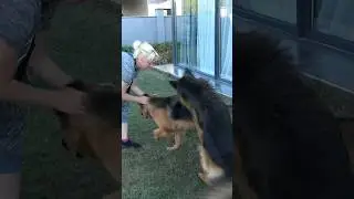 🐕‍🦺🦮Cool meeting of German Shepherds. Alfo and Vesta.