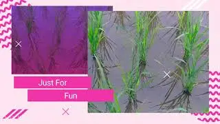 xiaomi redmi note 8 cinematic test