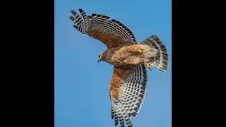 Horus the red-shouldered hawk in our backyard