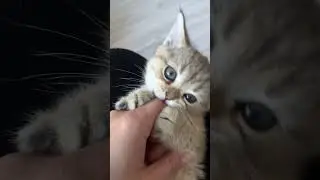 Тигруша любит кусь😁🐾 
