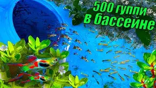 Added 500 guppies to the pool! HUGE school of guppies in the pool