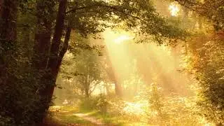 COPYRIGHT FREE VIDEO | FREESTOCK FOOTAGE | FOREST
