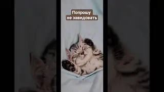 Betsy-котики ❤  Попрошу мне не завидовать! 