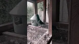 Pigeon ❤️❤️ #pigeonlover #bird #racingpigeons #pigeonracing #pigeons #pigeon #pigeonlove