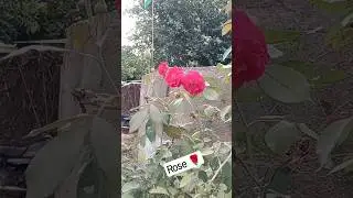 Rose 🌹 Plant #viral #trending #shortsvideo #shortvideo #viralvideo #reels #trend #funny