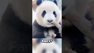 Why do pandas eat bamboo?