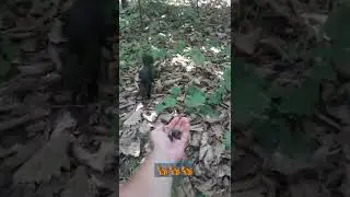 Обманул белку.