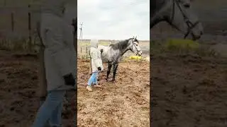О влиянии личного настроя на поведение лошади